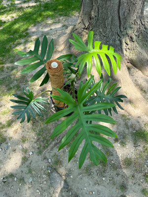 Philodendron outdoors in a shady spot under a tree, receiving dappled light all day 