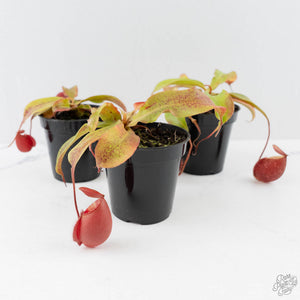 Carnivorous Plants