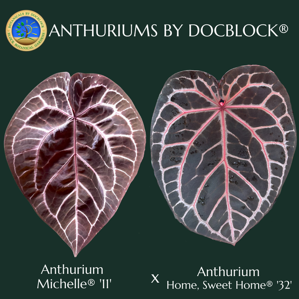 Anthurium Home, Sweet Home '32' x Red Velvet Cake '24' by DocBlock® *Very Dark* (wk33-J)