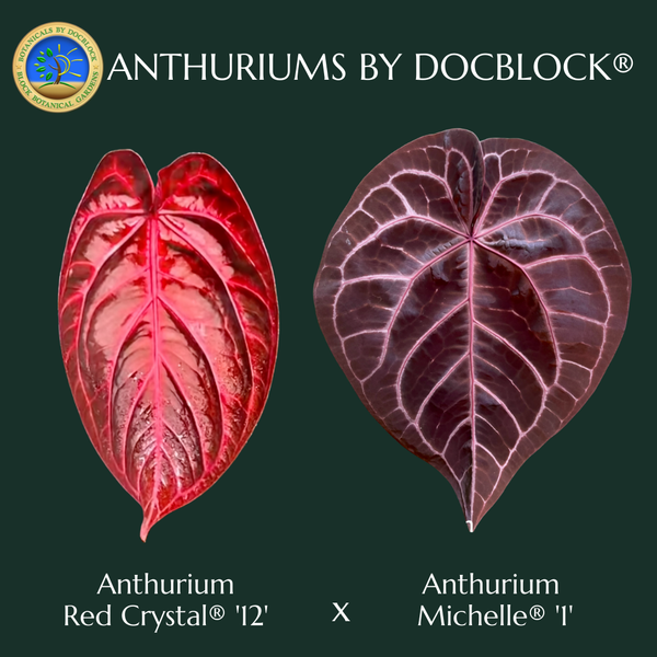 Anthurium Crystal Red '12' x Michelle '1' by DocBlock® *Vibrant Emergent* (wk32-A)