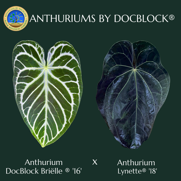 Anthurium DocBlock Briëlle '16' x Lynette '18' by DocBlock® (wk50-B)