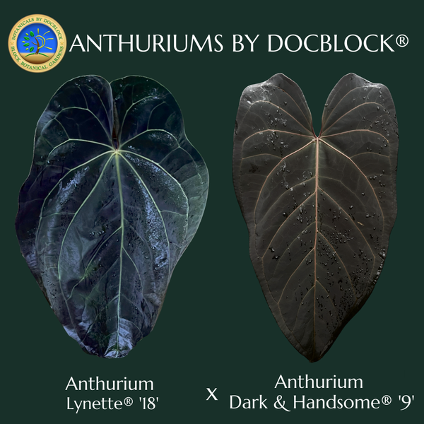 Anthurium DocBlock Lynette '18' x Dark & Handsome '9' by DocBlock® *Grower's Choice*