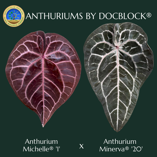 Anthurium Michelle '1' x Minerva '20' by DocBlock® *Grower's choice*