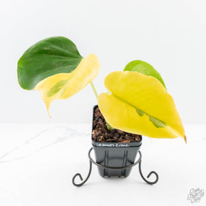 Monstera Deliciosa 'Light Lime' (Large Form) (wk23-UD)