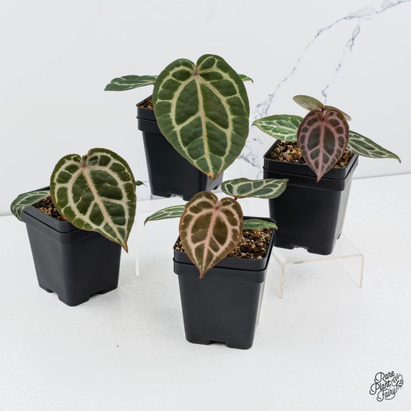 Anthurium Michelle Hot Pink '23' x Zara '14' by DocBlock® *Grower's Choice*