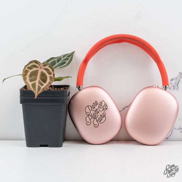 Anthurium Michelle Hot Pink '23' x Zara '14' by DocBlock® *Grower's Choice*