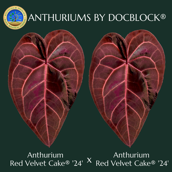 Anthurium Red Velvet Cake '24' x Red Velvet Cake '24' by DocBlock® (wk37-G) *Dark and VIbrant Emergent*