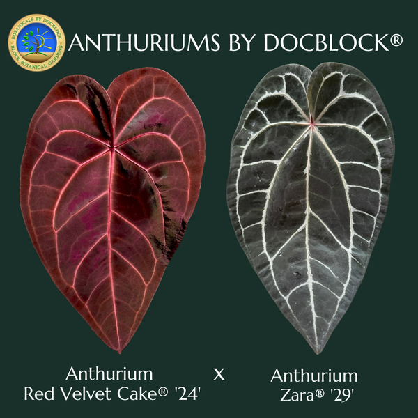 Anthurium Red Velvet Cake '24' x DocBlock Zara '29' by DocBlock® *Dark and Vibrant Emergent* (wk32-R)