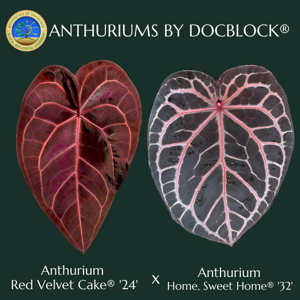 Anthurium Red Velvet Cake '24' x Home, Sweet Home '32' by DocBlock® *Very Dark* (wk32-S)