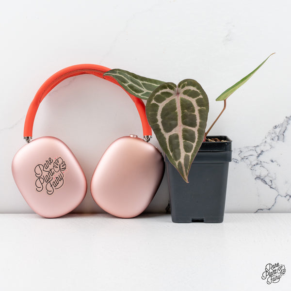 Anthurium Purple Rain '27' x Red Velvet Cake '24' by DocBlock® *Grower's Choice*