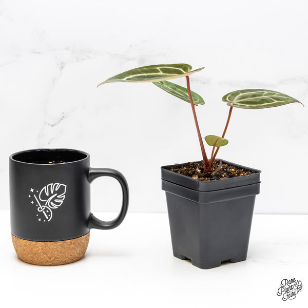 Anthurium Zara '29' × (Michelle® X DocBlock Zara®) '28' *Grower’s Choice*