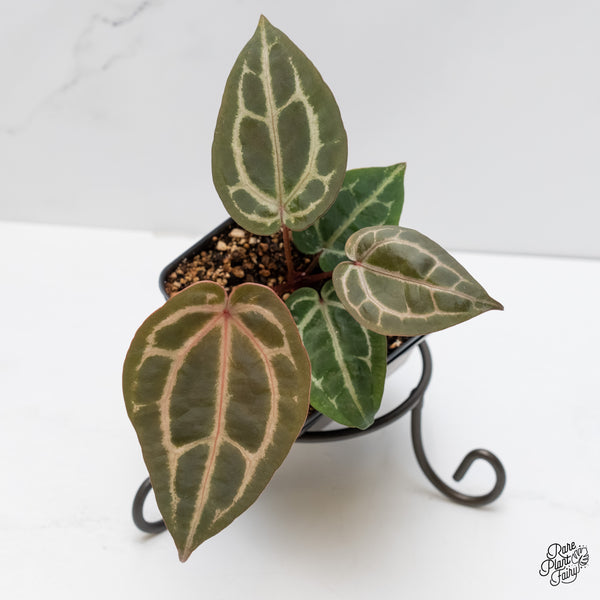 Anthurium Zara '29' × (Michelle® X DocBlock Zara®) '28' *Grower’s Choice*