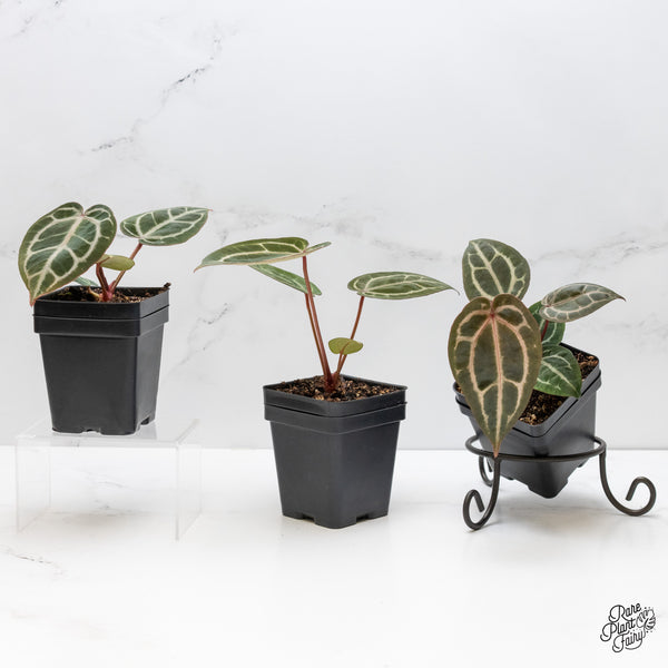 Anthurium Zara '29' × (Michelle® X DocBlock Zara®) '28' *Grower’s Choice*