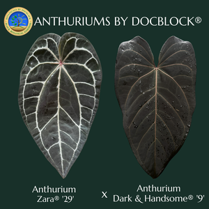 Anthurium Zara '29' x  Dark and Handsome '9' by DocBlock® (wk13-P)