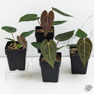 Anthurium Zara '29' x Dark & Handsome '9' by DocBlock® *Grower's Choice*