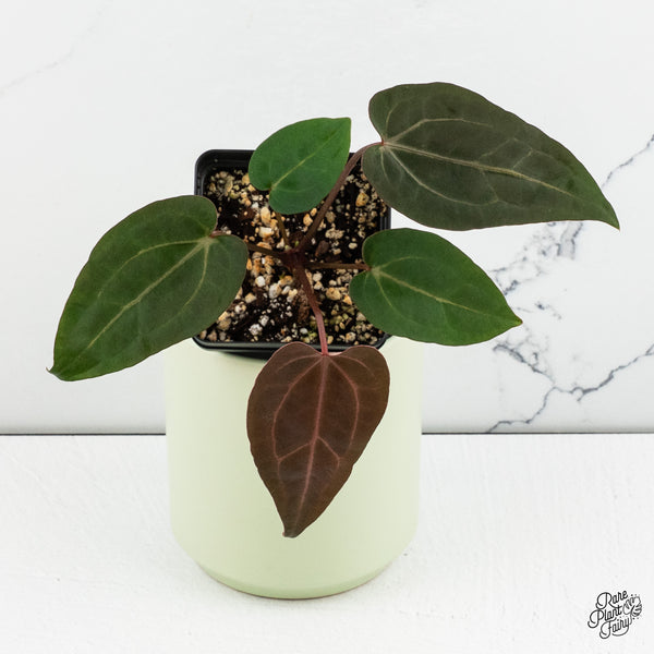 Anthurium Zara '29' x Dark & Handsome '9' by DocBlock® *Grower's Choice*