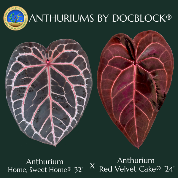 Anthurium Home, Sweet Home '32' x Red Velvet Cake '24' by DocBlock® (wk37-L) *Dark and VIbrant Emergent*