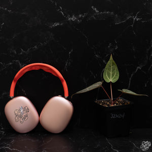 Anthurium Home, Sweet Home '32' x Red Velvet Cake '24' by DocBlock *Grower's Choice*
