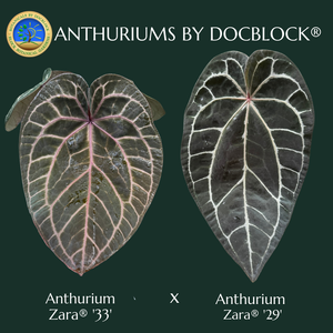 Anthurium Zara '33' x Zara '29' by DocBlock® (wk20-T)