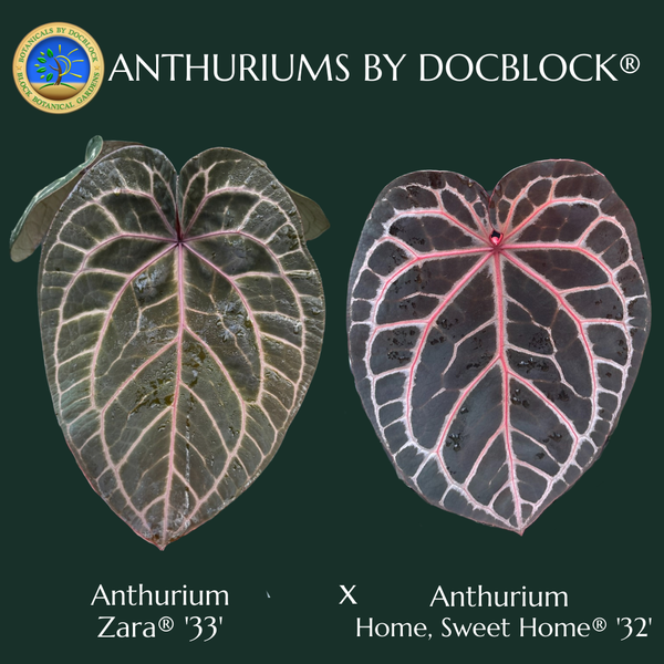 Anthurium Zara '33' x  Home, Sweet Home '32' by DocBlock® (wk37-D) *Purple Vein Emergent*