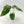 9048 Anthurium Brown Derby ‘39’ x Brown Derby ‘39’