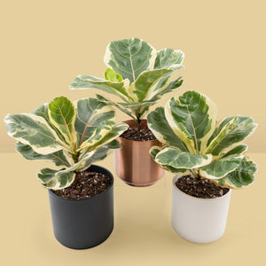 Ficus lyrata variegated (Variegated Fiddle Leaf Fig)