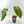 9054 Anthurium Red Velvet Cake '24' x Home, Sweet Home '32'