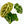9009 Anthurium Brown Derby ‘39’ Brown Derby ‘39’