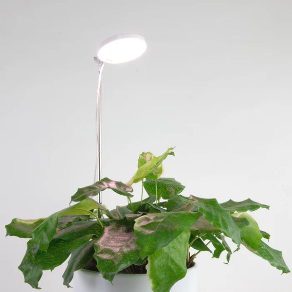 Mossify® Adjustable LED Plant Light