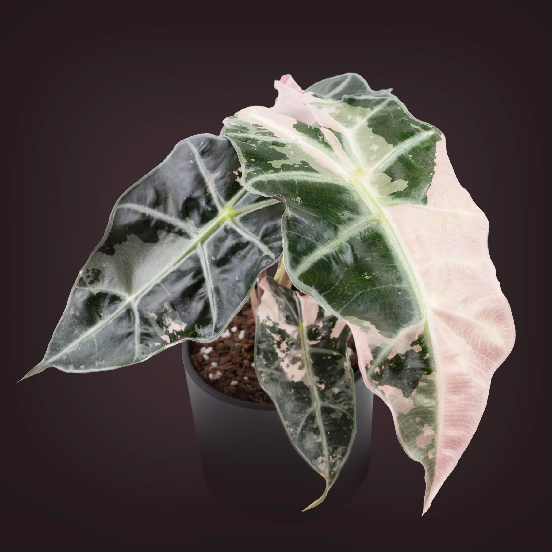 Alocasia 'Polly Pink Snowflake'