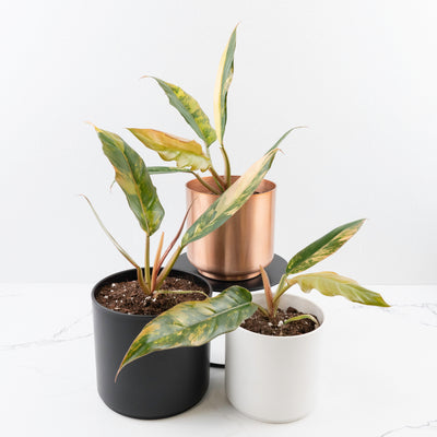 Philodendron 'Caramel Marble'