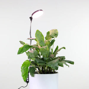 Mossify® Adjustable LED Plant Light
