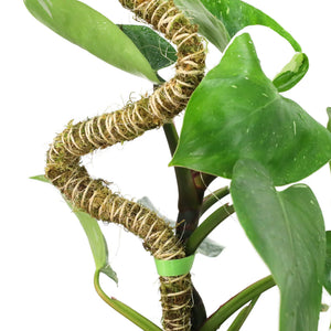 Mossify® Bendable Moss Pole™ THIN - 3 Pack