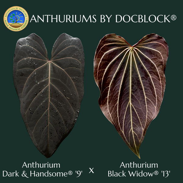 Anthurium Dark and Handsome '9' x Black Widow '13' by DocBlock® (wk49-AA)