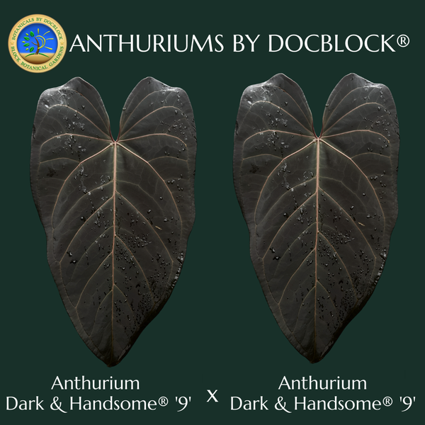 Anthurium Dark & Handsome '9' x Dark & Handsome '9' by DocBlock® *Grower's Choice*