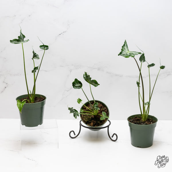 Alocasia 'Teletubbies' *Grower's Choice*