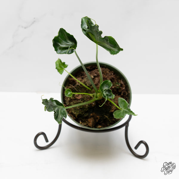 Alocasia 'Teletubbies' *Grower's Choice*