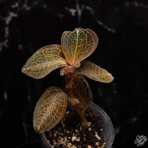 Anoectochilus roxburghii 'Thick and Large Leaves' jewel orchid *Grower's Choice*