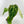9047 Anthurium Brown Derby ‘39’ x Brown Derby ‘39’