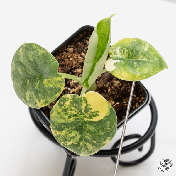 Alocasia Melo Tricolor Variegated (wk5-F)