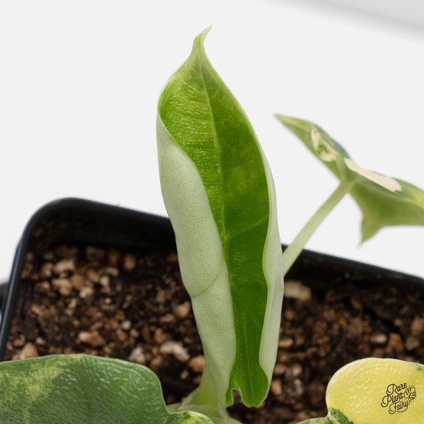 Alocasia Melo Tricolor Variegated (wk5-F)