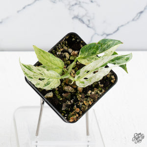 Monstera Adansonii Mint Double Mutation *Growers Choice*