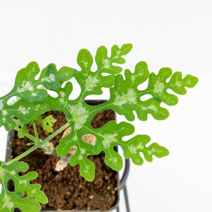 Adenia Perrieri (wk30-Z)
