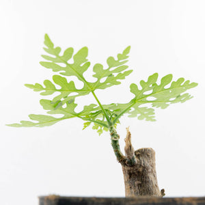 Adenia Perrieri (wk30-Z)