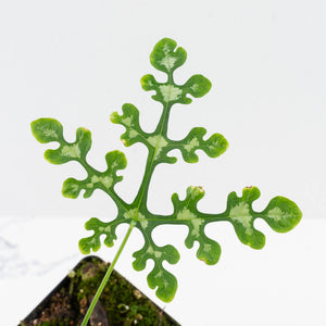 Adenia Perrieri (wk36-L221)