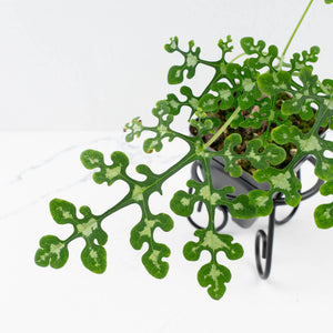 Adenia Perrieri (wk36-L221)