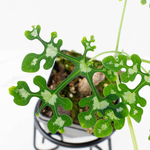 Adenia Perrieri (wk36-L221)
