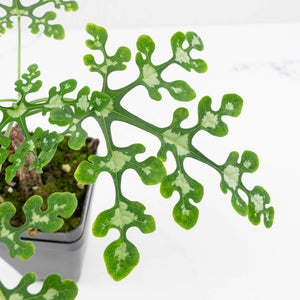 Adenia Perrieri (wk36-L221)
