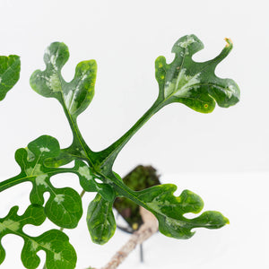 Adenia Perrieri (wk36-L222)
