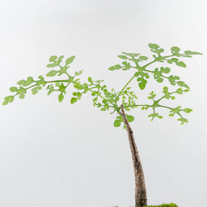 Adenia Perrieri (wk36-L223)